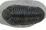 Prone Phacopid (Drotops) Trilobite - Mrakib, Morocco #235698-2